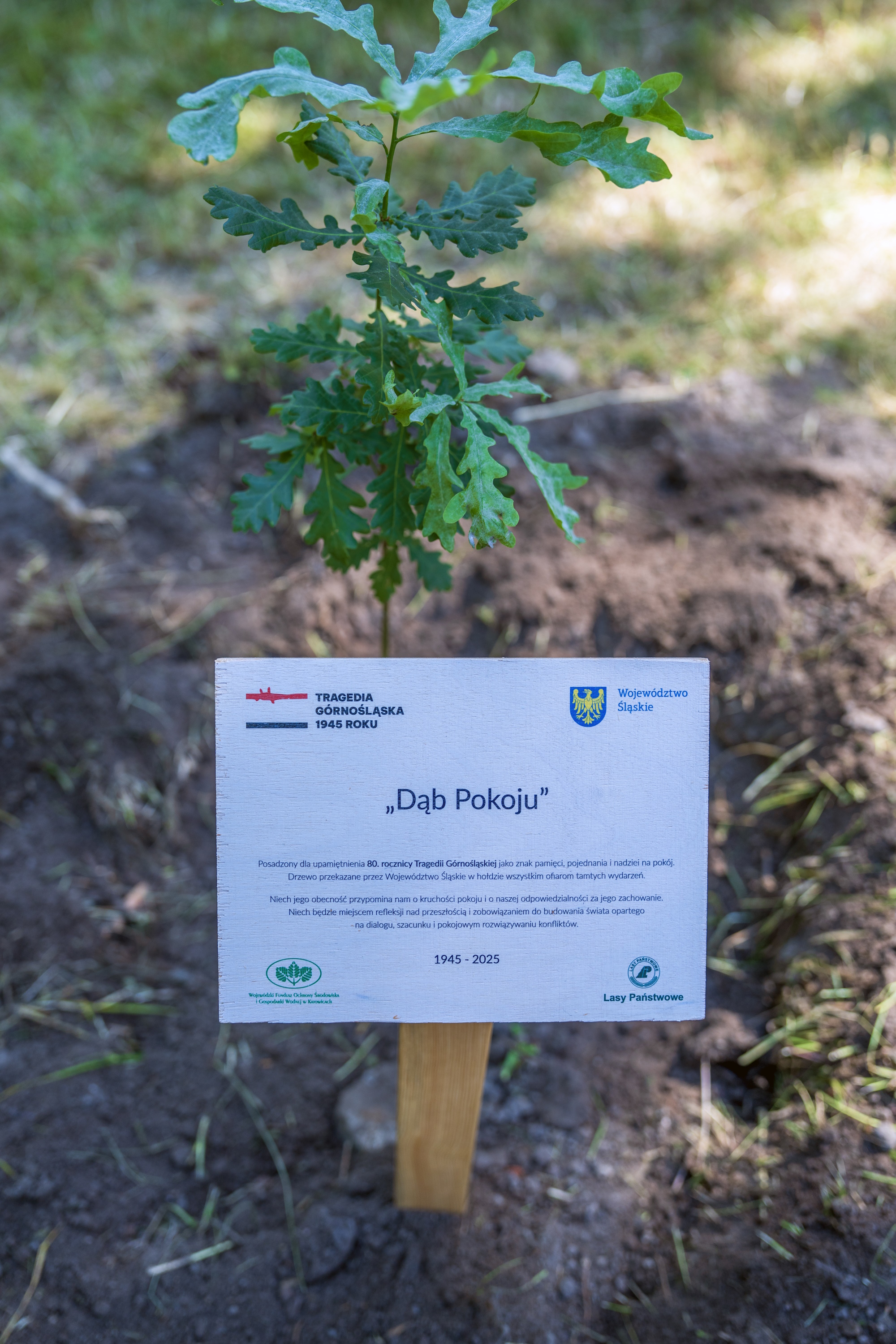 Dąb Pokoju. Fot. G.Ożga/UM Gliwice dąb i pamiątkowa tabliczka