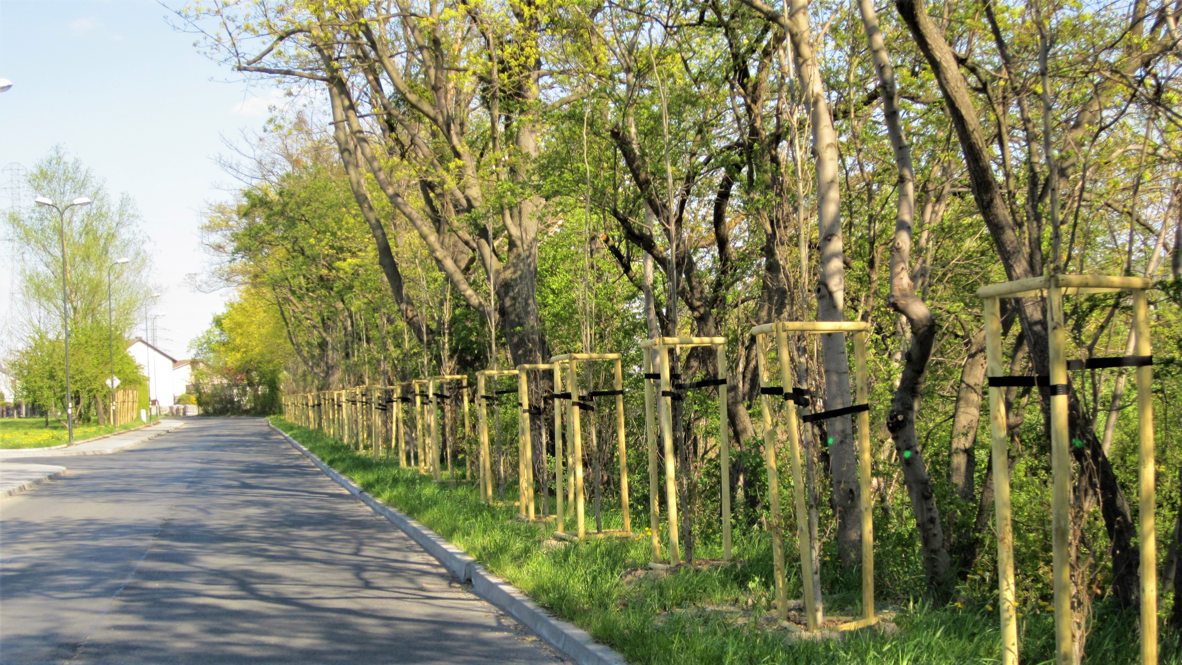 zielone ekrany