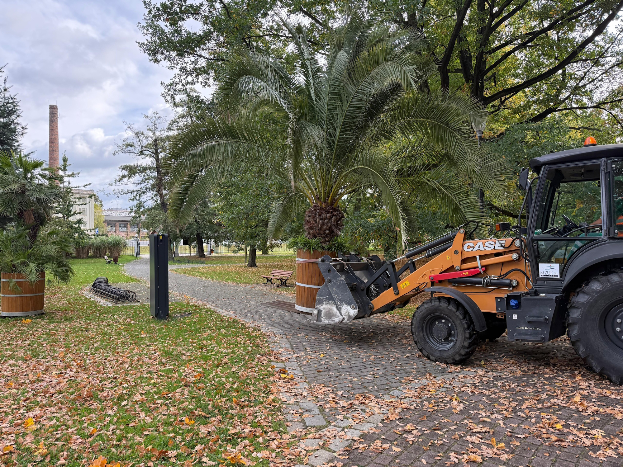 palma na podnośniku