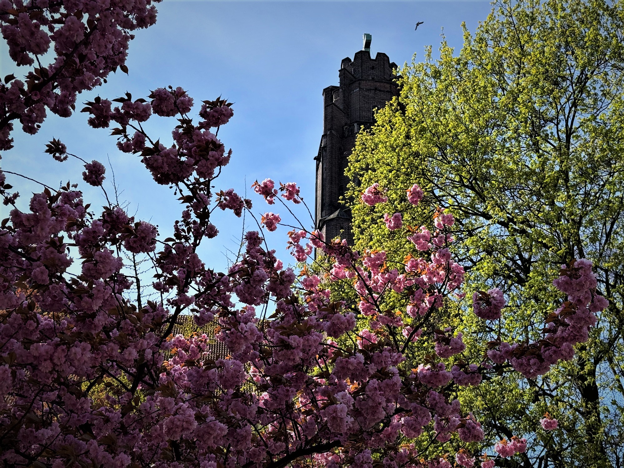 wieża kościoła wystająca znad różowego drzewa