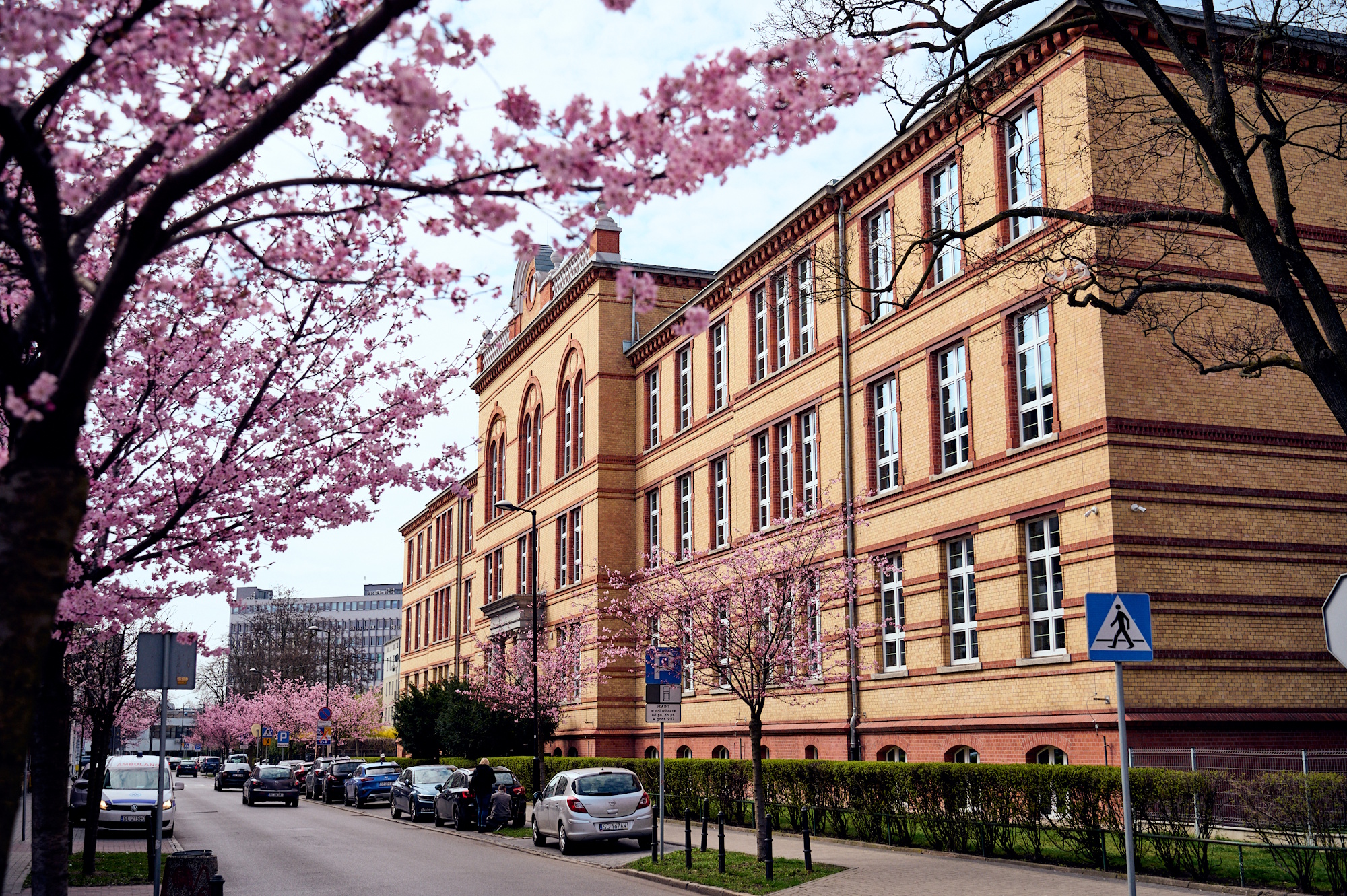 kwitnące drzewa na ul. Ziemowita, w tle szkoła muzyczna