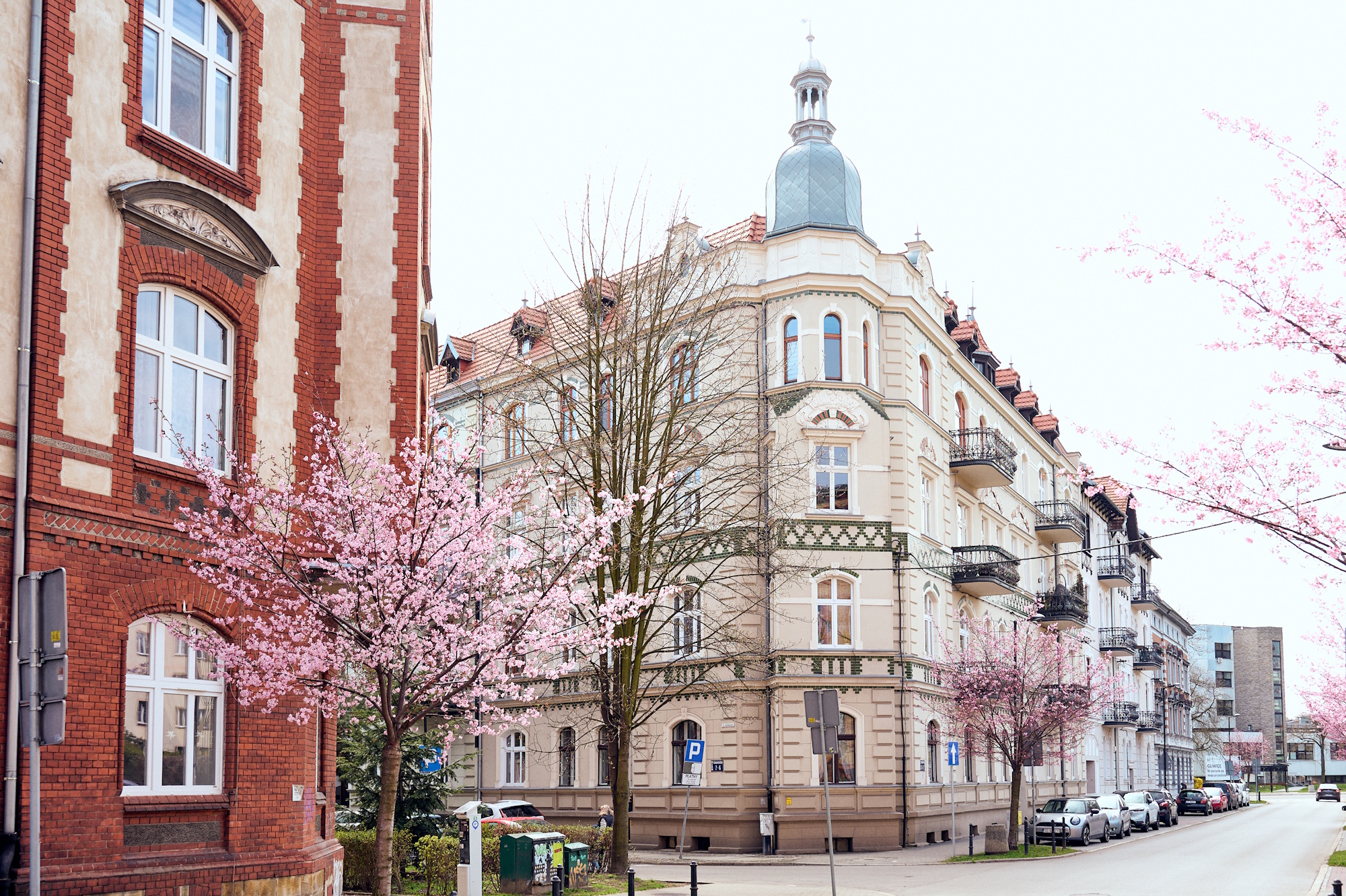 kwitnące drzewa przy ul. Ziemowita, w tle kamienica