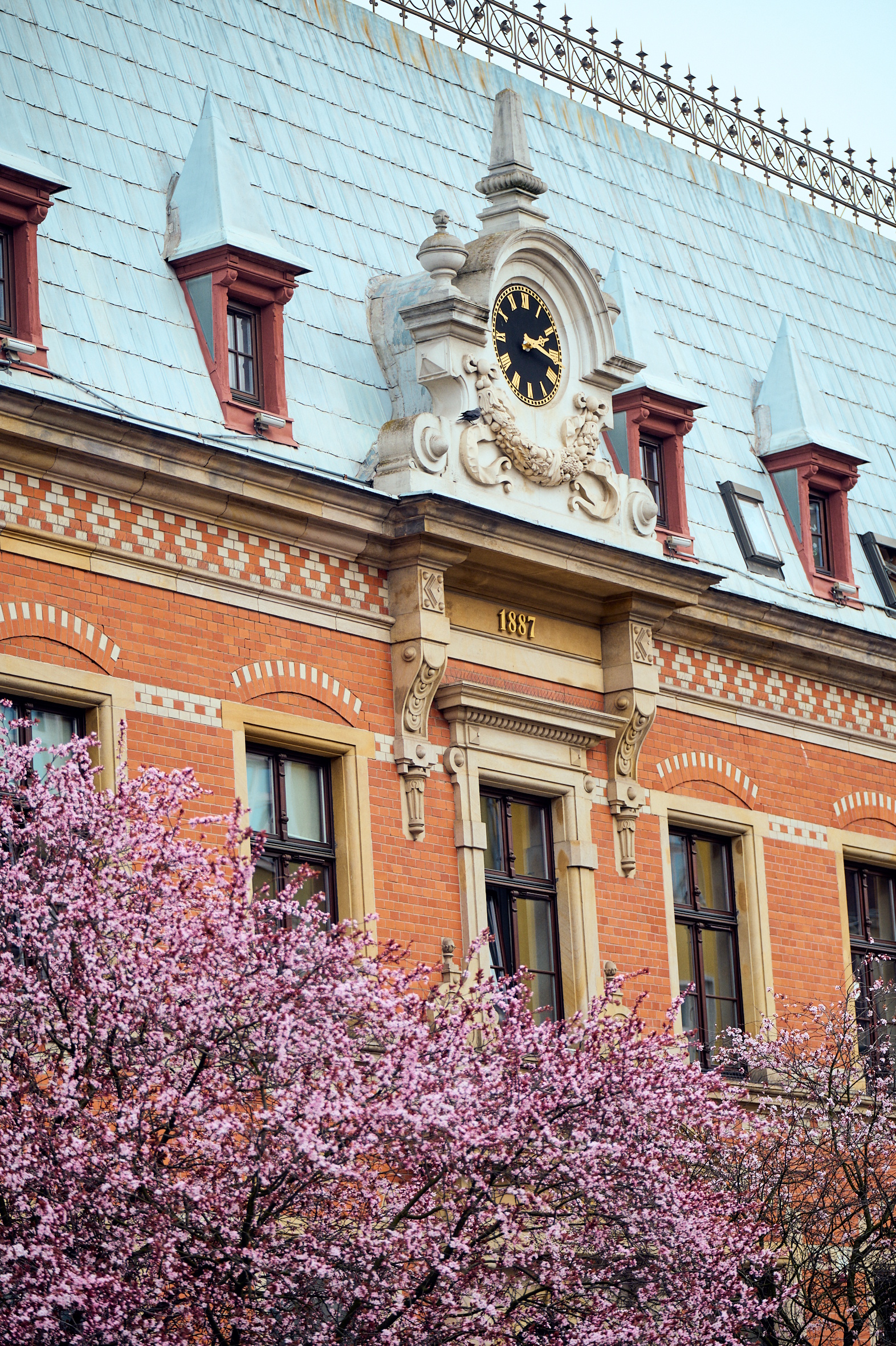 kwitnące drzewo, w tle fragment kamienicy