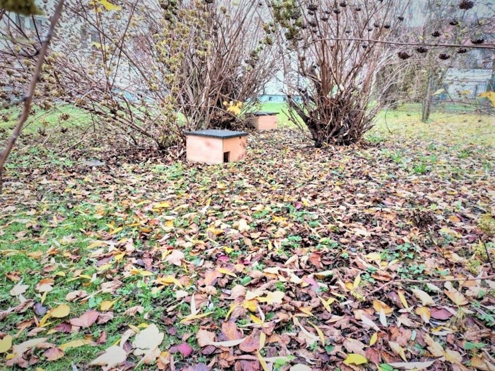 domek dla jeża wśród liści