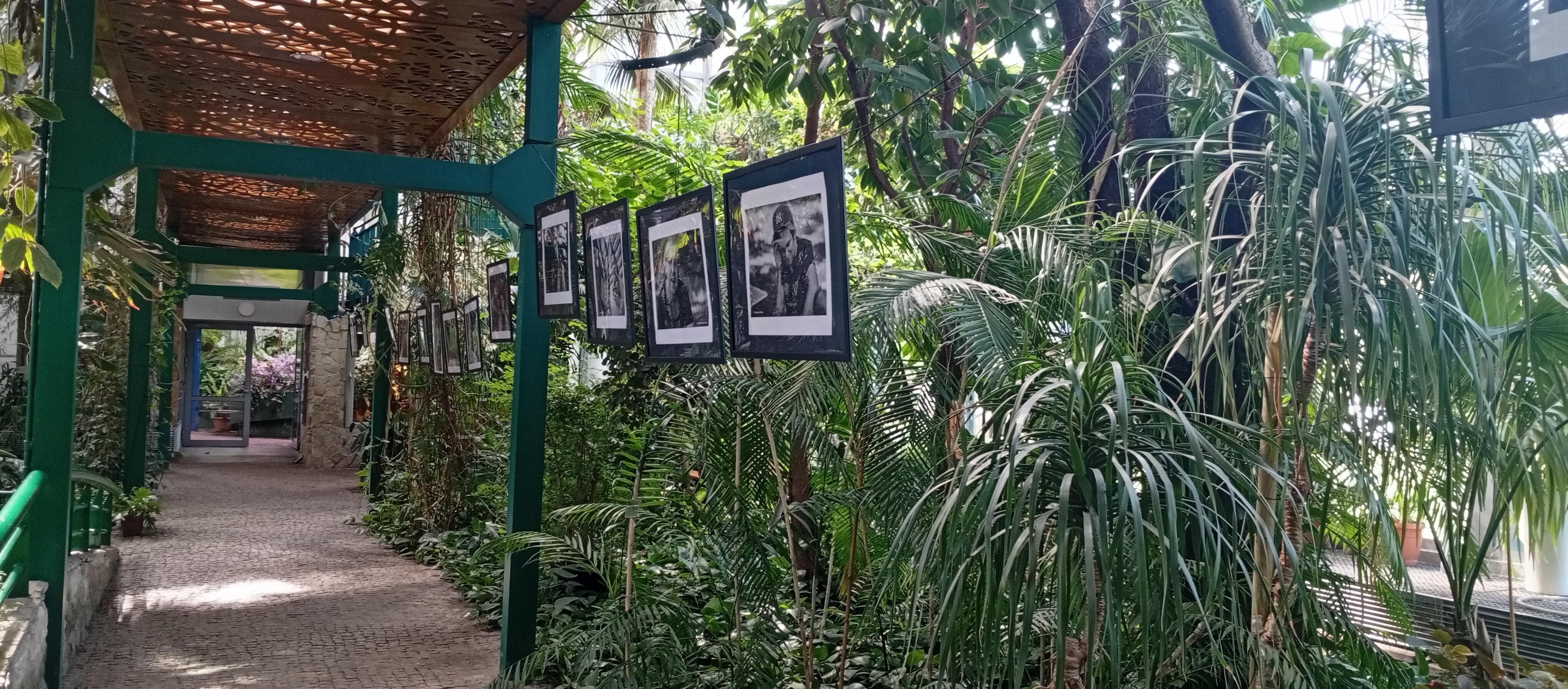 Palmiarnia, duzo zieleni i wystawa fotografi