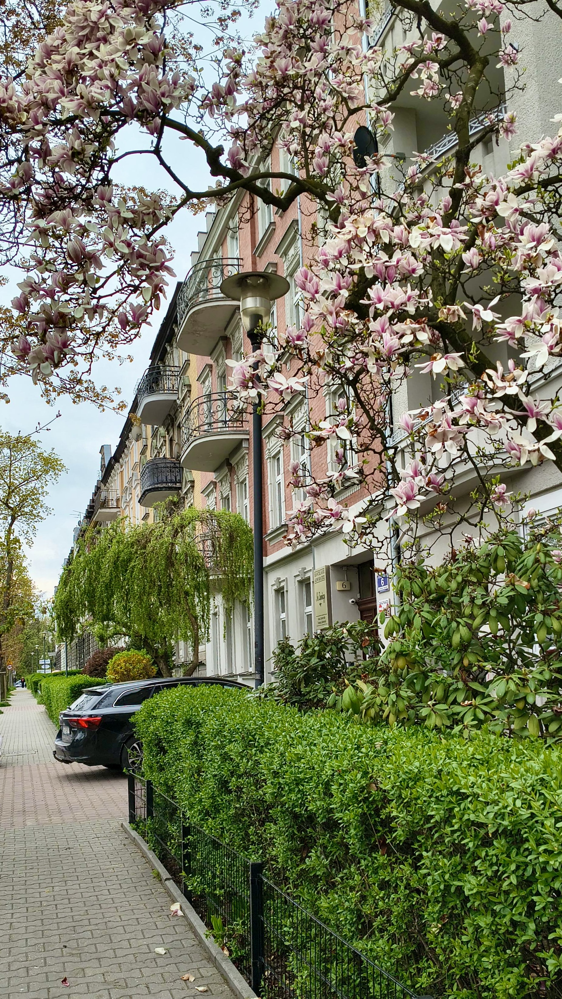 magnolia i zieleń przy ul. Zawiszy Czarnego