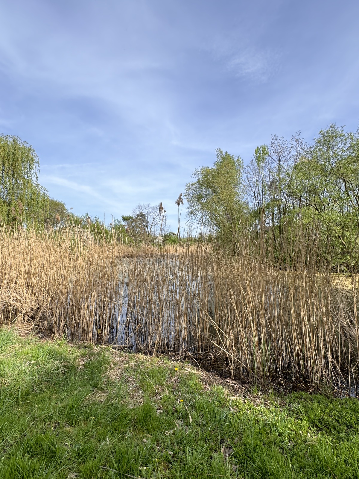 staw obrośnięty trawami