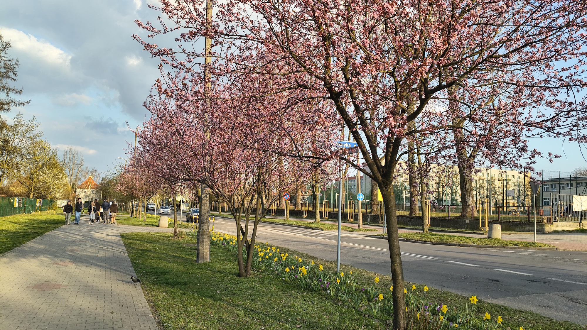 kwitnące drzewa przy pasie drogowym i ludzie na ciągu pieszym