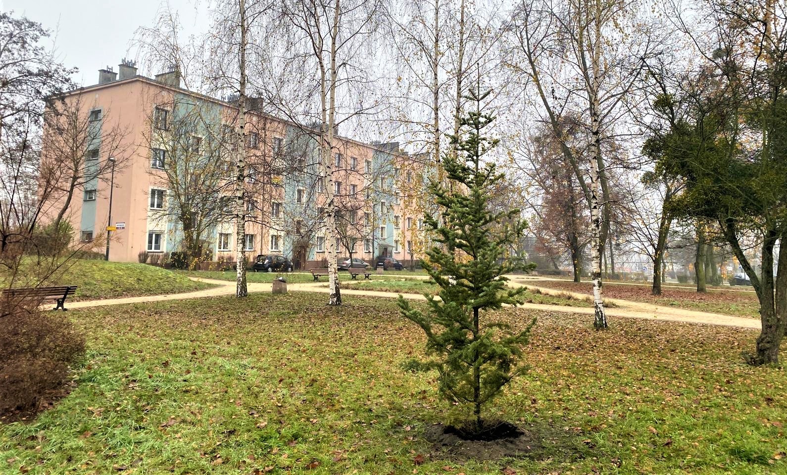 choinka na skwerze między blokami