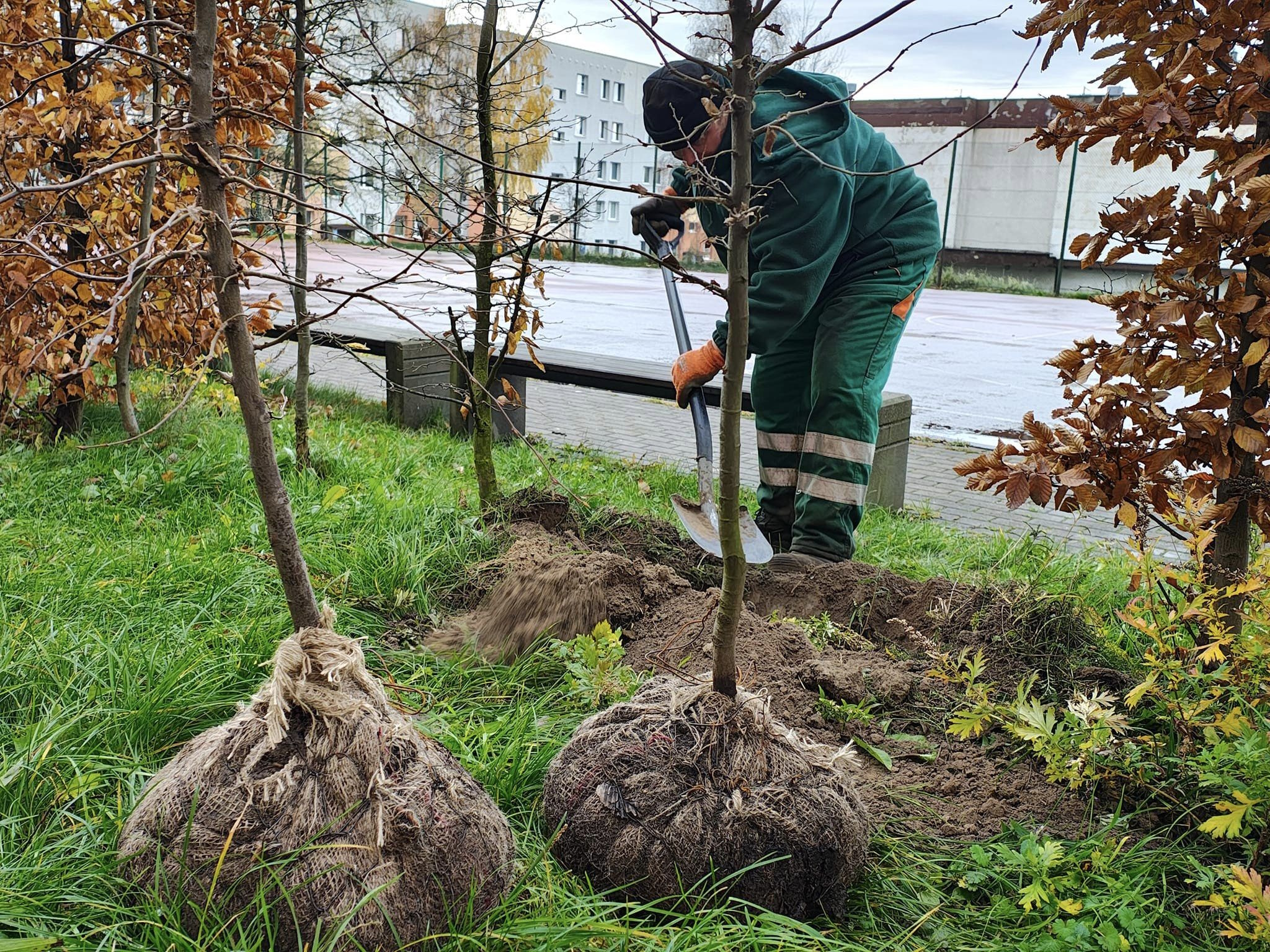 Każde drzewo jest ważne. Nasadzimy tysiące nowych roślin