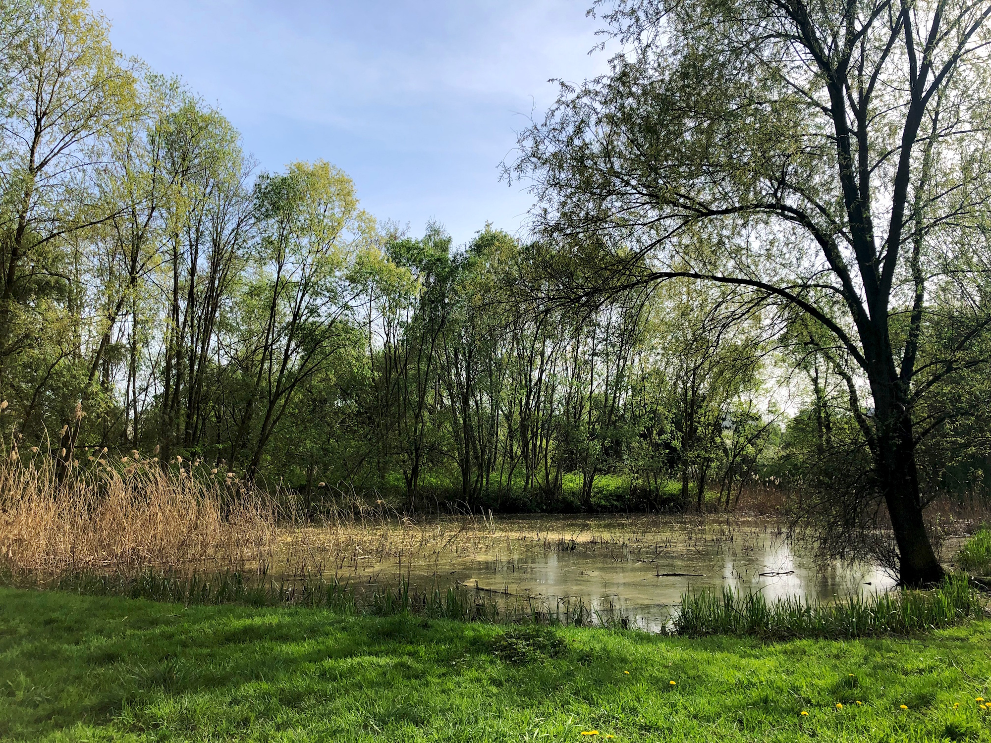 staw, drzewo i trawnik 